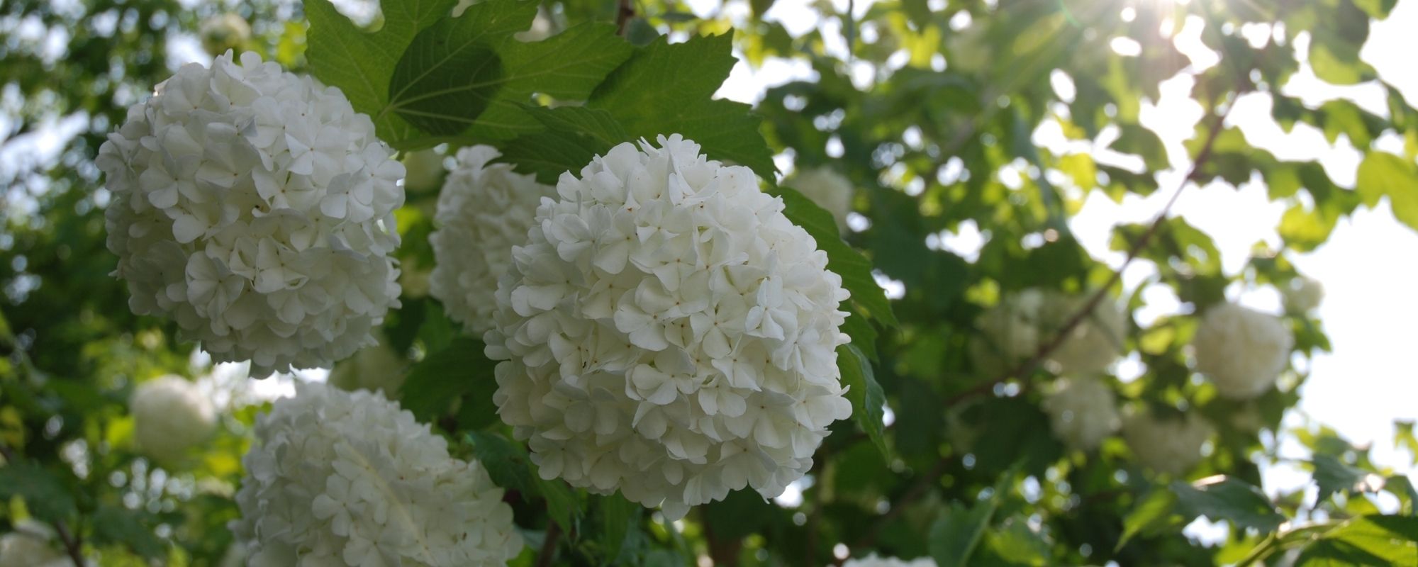 Propriétés du Viorne en gemmothérapie